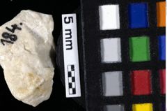 Foto (Detailansicht) von Decapoda indet. (NHMW-GEO-1990-0041-0184)